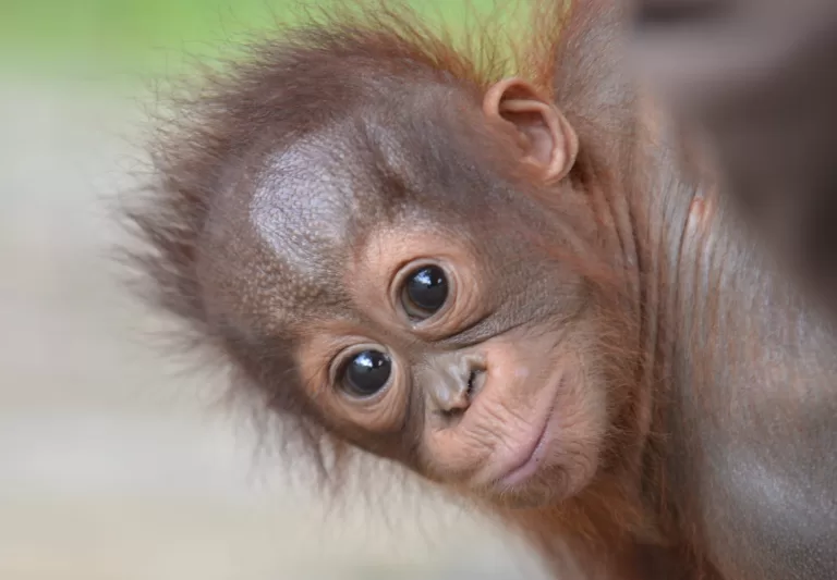 Kenalan sama Onyer, Bayi Orangutan yang Jadi Bintang di Petualangan Sherina 2