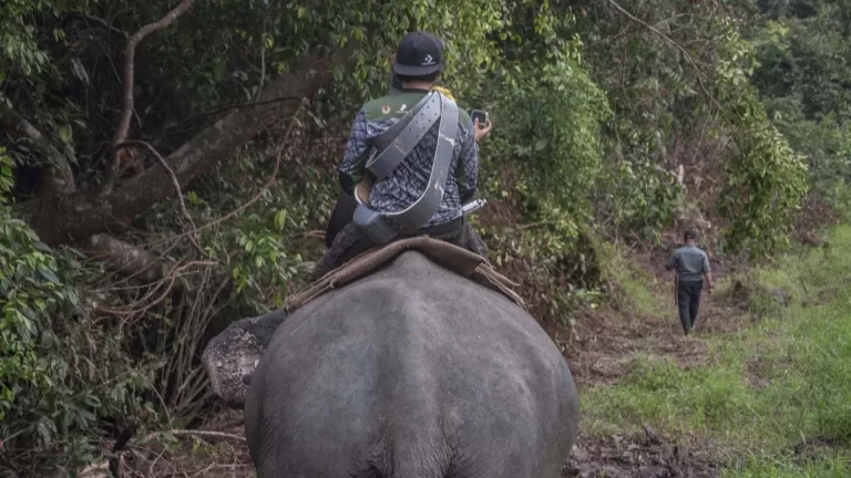Kalung Gajah: Inovasi Konservasi dari PILI, YKWS, dan Yayasan Repong