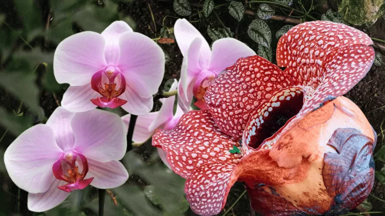 Apa Itu Puspa? Arti, Asal Kata, dan Hubungannya dengan Flora Indonesia