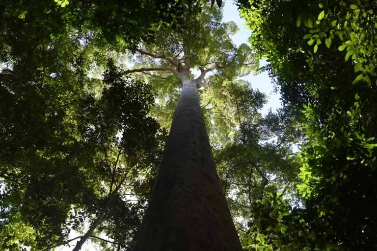 Jarang Disadari, Ini Alasan Manusia Tak Pernah Bisa Lepas pada Pohon