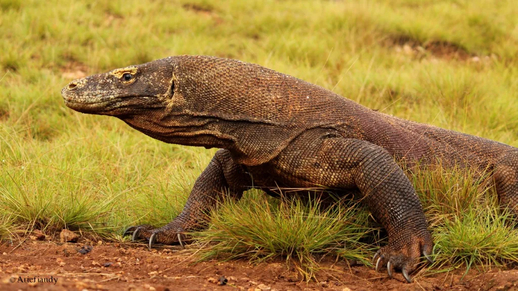 Nenek Moyang Komodo itu Aussie?! Mengungkap Rahasia The Last Dragon on Earth