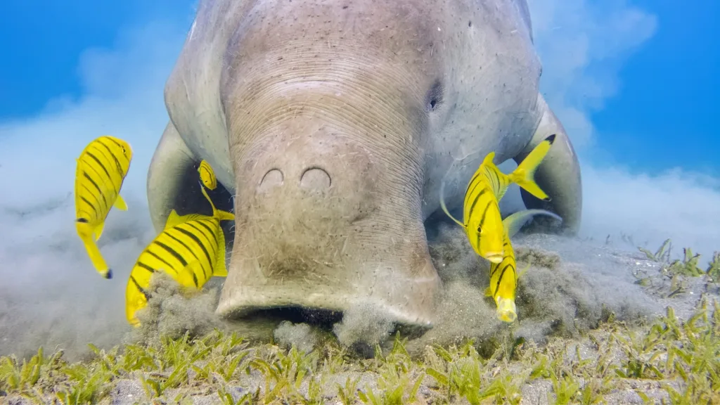 Plot Twist! Cara Makan Dugong Justru Bikin Laut Sehat